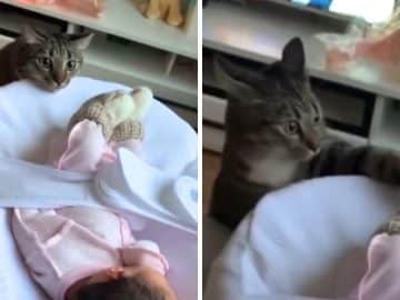 réaction d'un chat face à un bébé