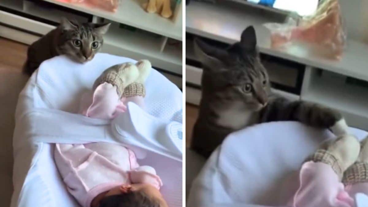 réaction d'un chat face à un bébé