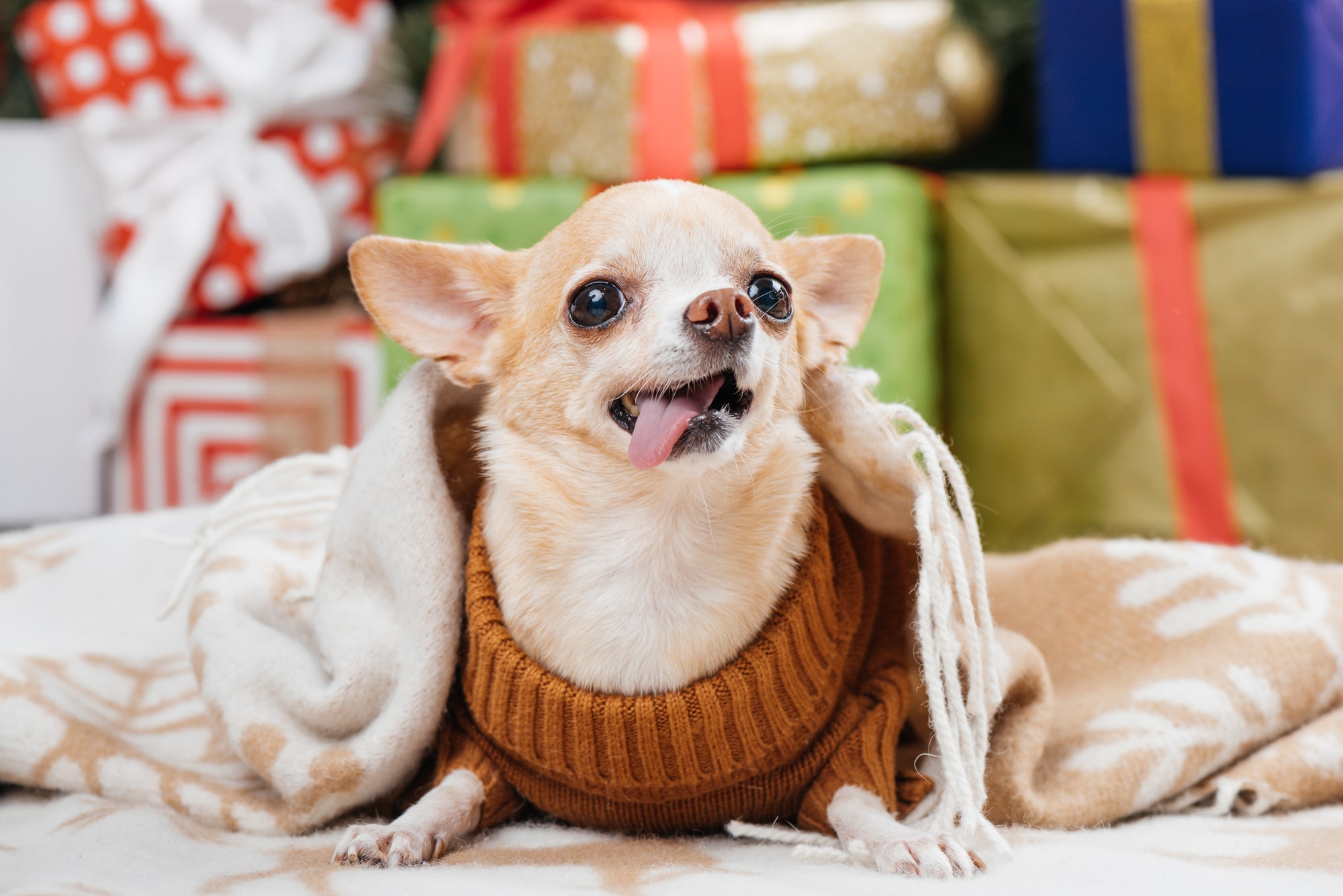 Photo d'un Chihuahua - Depositphotos