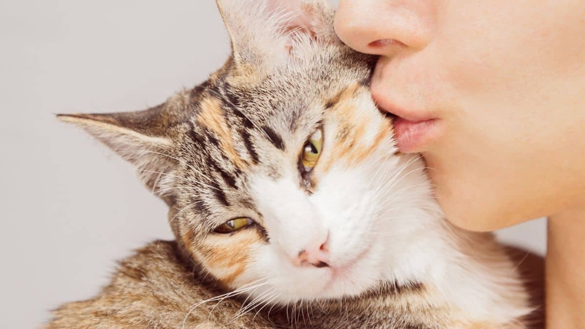 Les chats aiment-ils vraiment les bisous ? Les experts nous révèlent tout !