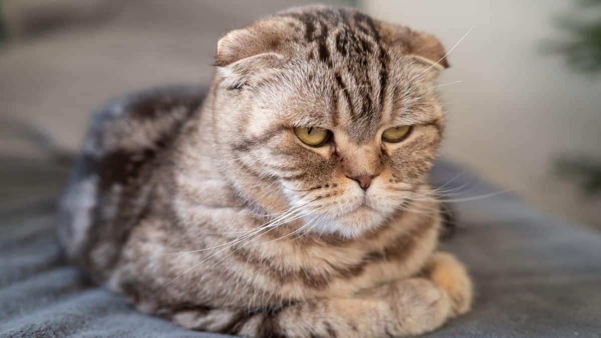 chat déprimé