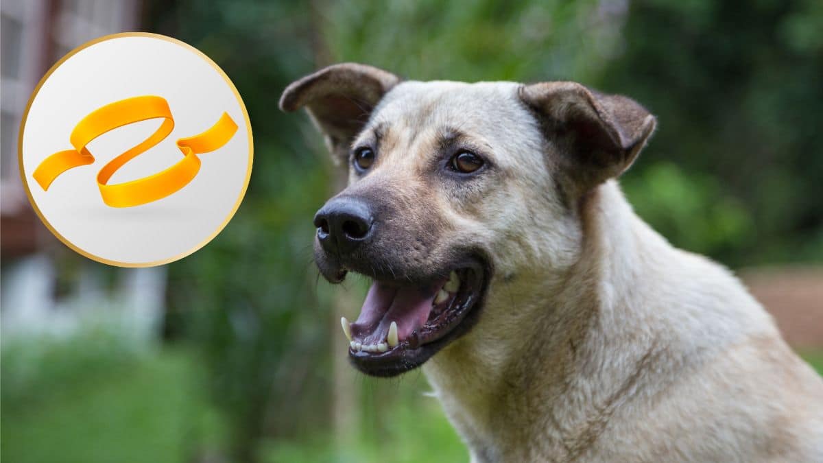 "Pourquoi un ruban jaune sur un chien est plus important que vous ne le pensez