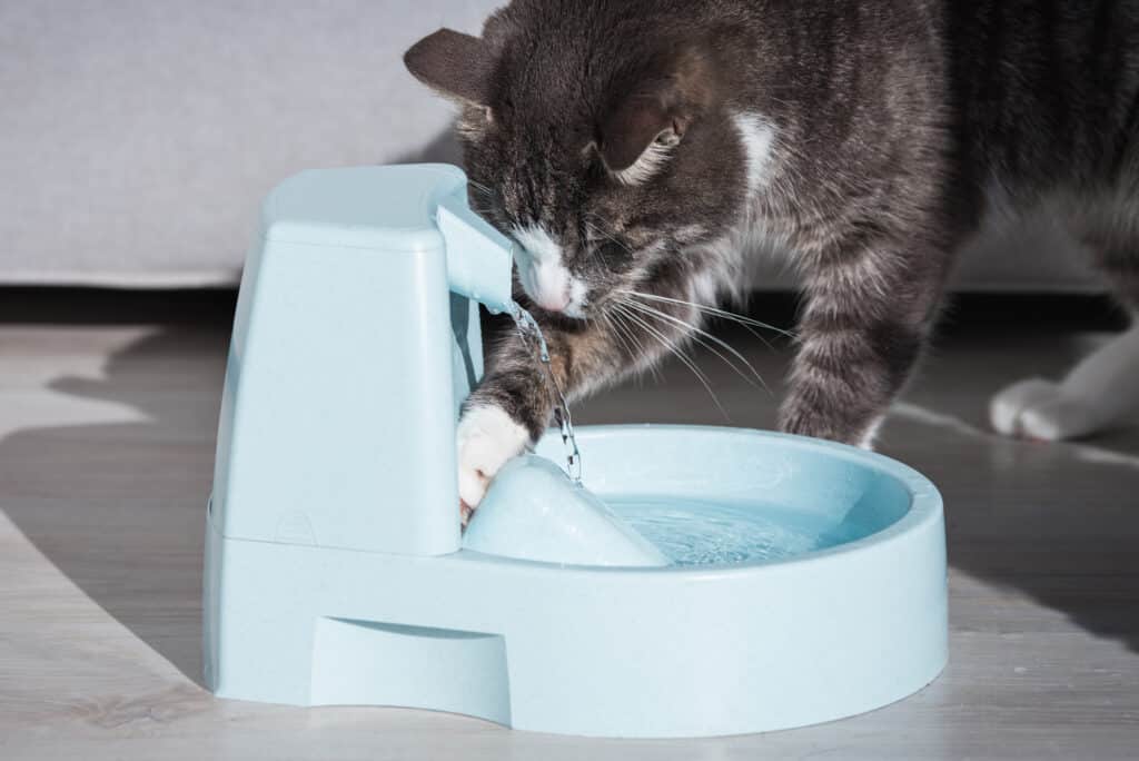 Fontaine à eau : la solution idéale pour une hydratation continue de votre chat.