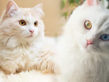 Pelage soyeux, personnalité unique : découvrez ce qui rend les chats angoras si spéciaux.