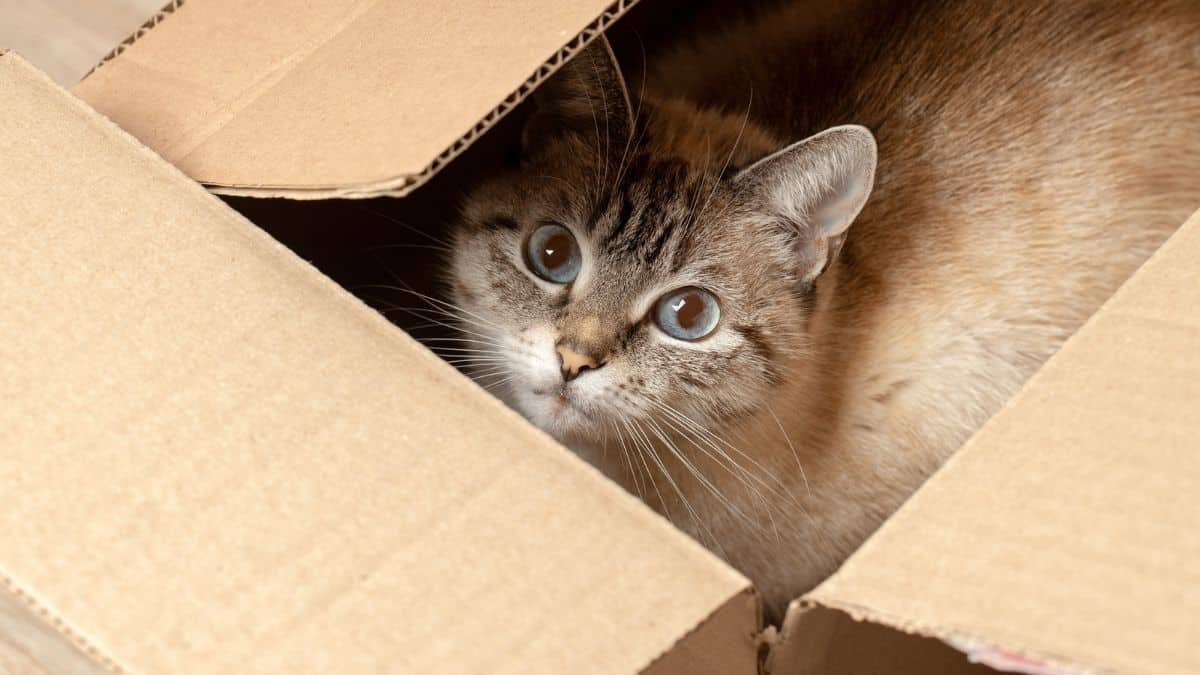 Pourquoi les chats adorent-ils les espaces confinés ? La réponse en 5 points