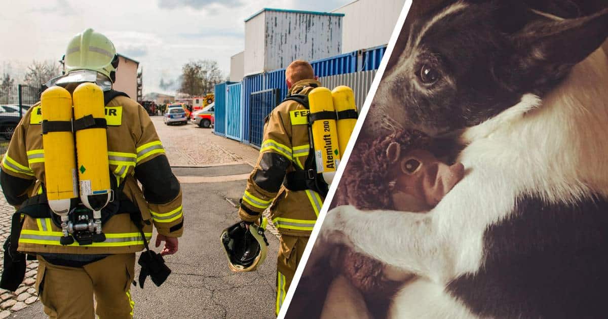 Des pompiers qui sauvent un chien