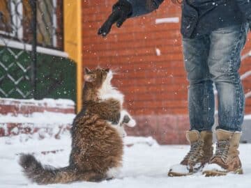 Erreur des propriétaires de chat en hiver