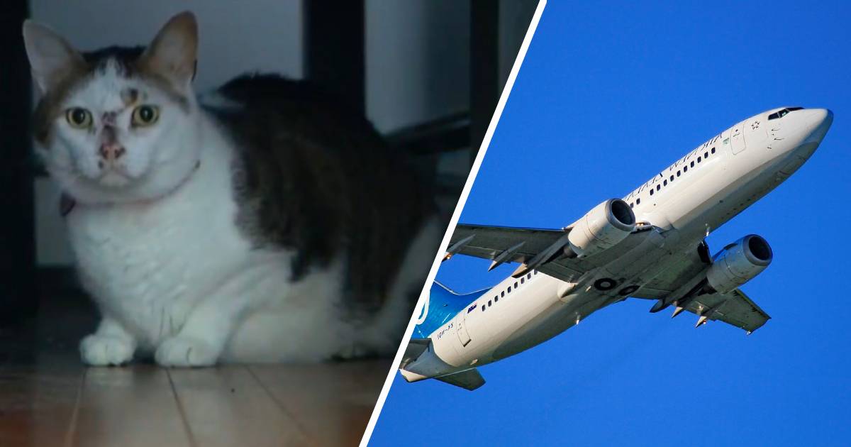 Un chat qui a raté son avion