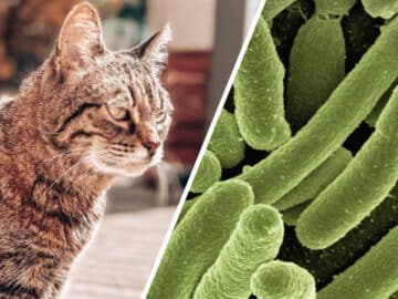 Un chat qui provoque une maladie ?