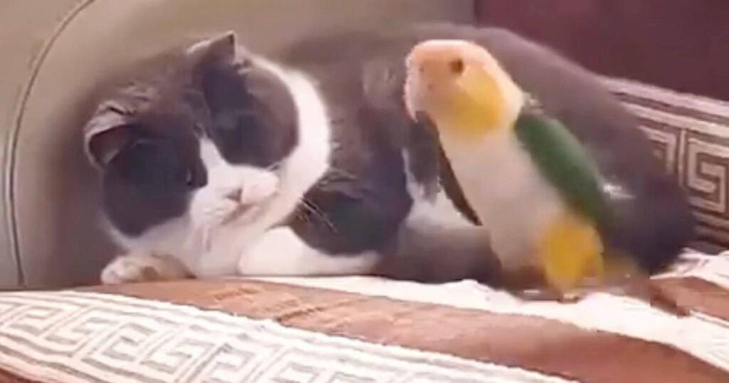 Un chat et un oiseau ensemble