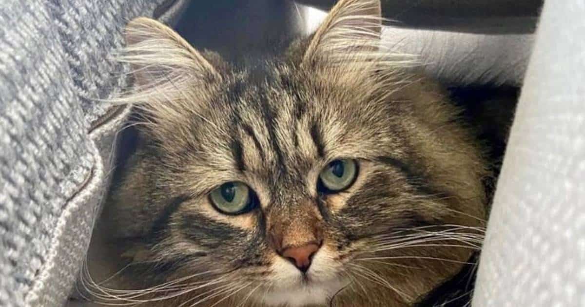 Un chat retrouvé 5 ans après