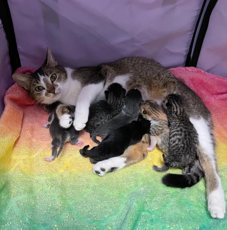 chat et ses bébés