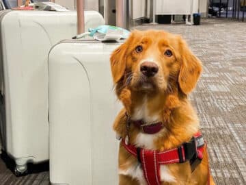 Un chien à l'aéroport