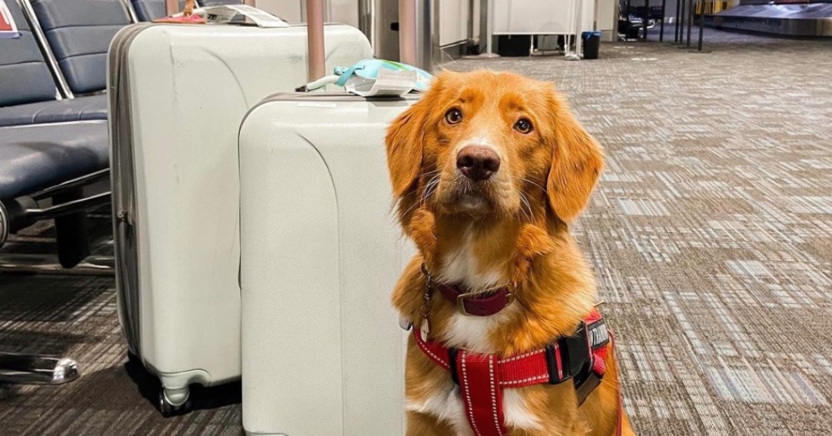 Un chien à l'aéroport