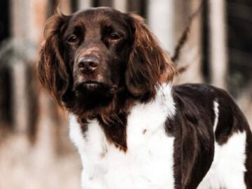 Un chien de chasse sauvé par les pompiers