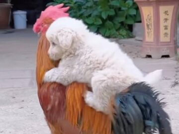 Un chien avec un coq