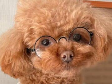 Un chien avec des lunettes
