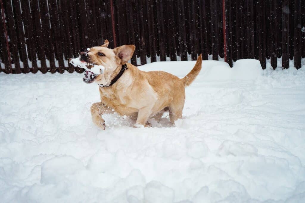 Chien énergique jouant dans la neige, attrapant un bâton avec enthousiasme malgré le manteau neigeux épais.