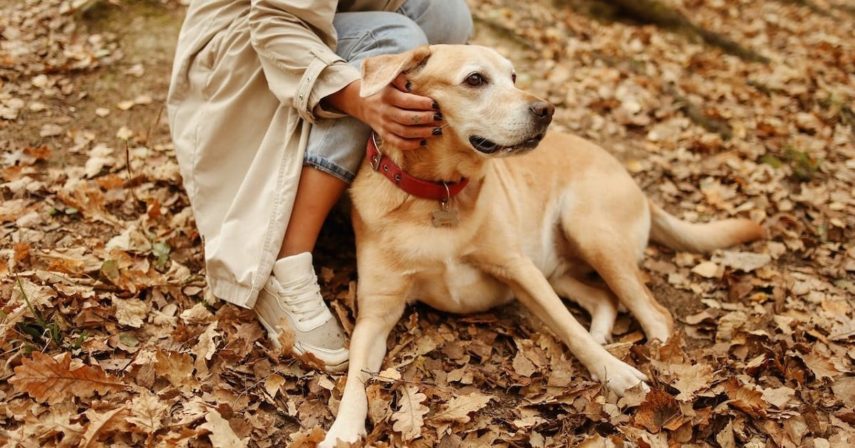 4 idées d’activités géniales à faire avec ses chiens durant l’automne