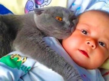 chat avec bébé