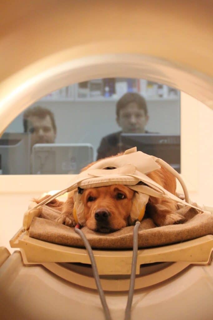 Un chien dans un appareil d’IRM au MR Research Center de Budapest.